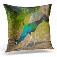 Šareni peafowl plavi pavo cristatus karnataka zeleni kljun jastučni jastučni jastučni poklopac
