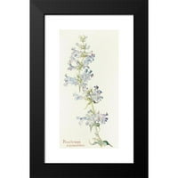 Margaret Armstrong Black Moderni uokvireni muzej umjetnički print pod nazivom - Penstemon Cyananthus