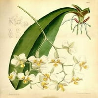 Orhideja, Phalaenopsis Stuartiana Poster Print William Curtis
