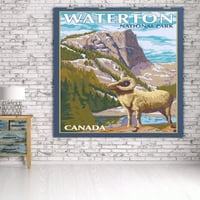 Nacionalni park Waterton, Kanada, veliki rog ovca