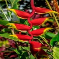 Heliconia by Lisa S. Engelbrecht