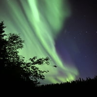 Aurora Borealis iznad drveća, žutog žica, sjeverozapadne teritorije, Kanada Poster Print