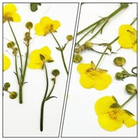 Tinksky sušeni cvijeće zanatsko materijal Pravi prešani sušeni cvjetovi za DIY zanate