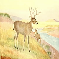Američki životinjski životni jelen Ispis E.W. Deming