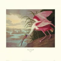 Roseate Spoonbill Poster Print John James Audubon