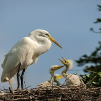 Florida-Anastasia Island Great Egret Roditelj za hranjenje pilića na gnijezdu Jaynes Gallery