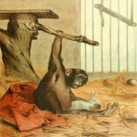 Animirani kreacija Chimpanzee Poster Print P. Meyenheim