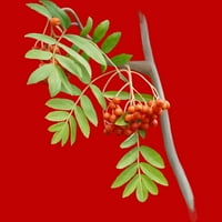 Rowan Tree Muške crvene grafičke rezervoar Top - Dizajn ljudi M